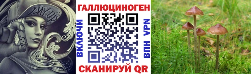Купить закладки  Покачи  Псилоцибиновые грибы Psilocybe 